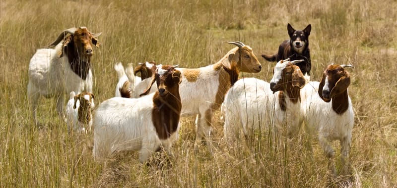 Herd of goats