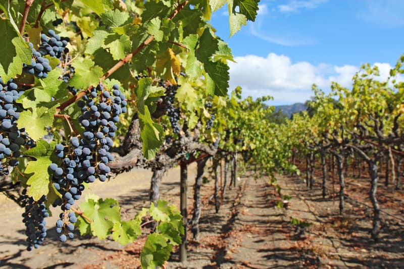 Napa Valley vineyard