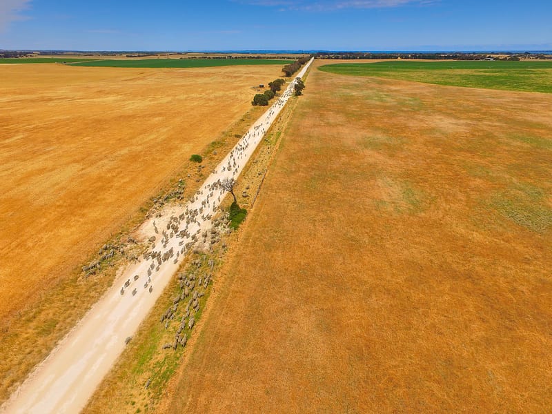 Outback sheep