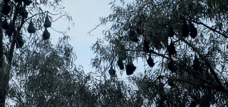 Flying Fox Management Plan For The Region