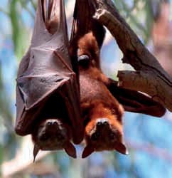 Flying Fox