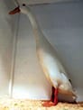 Champion Indian Runner Water Fowl - owner Darren Rafton