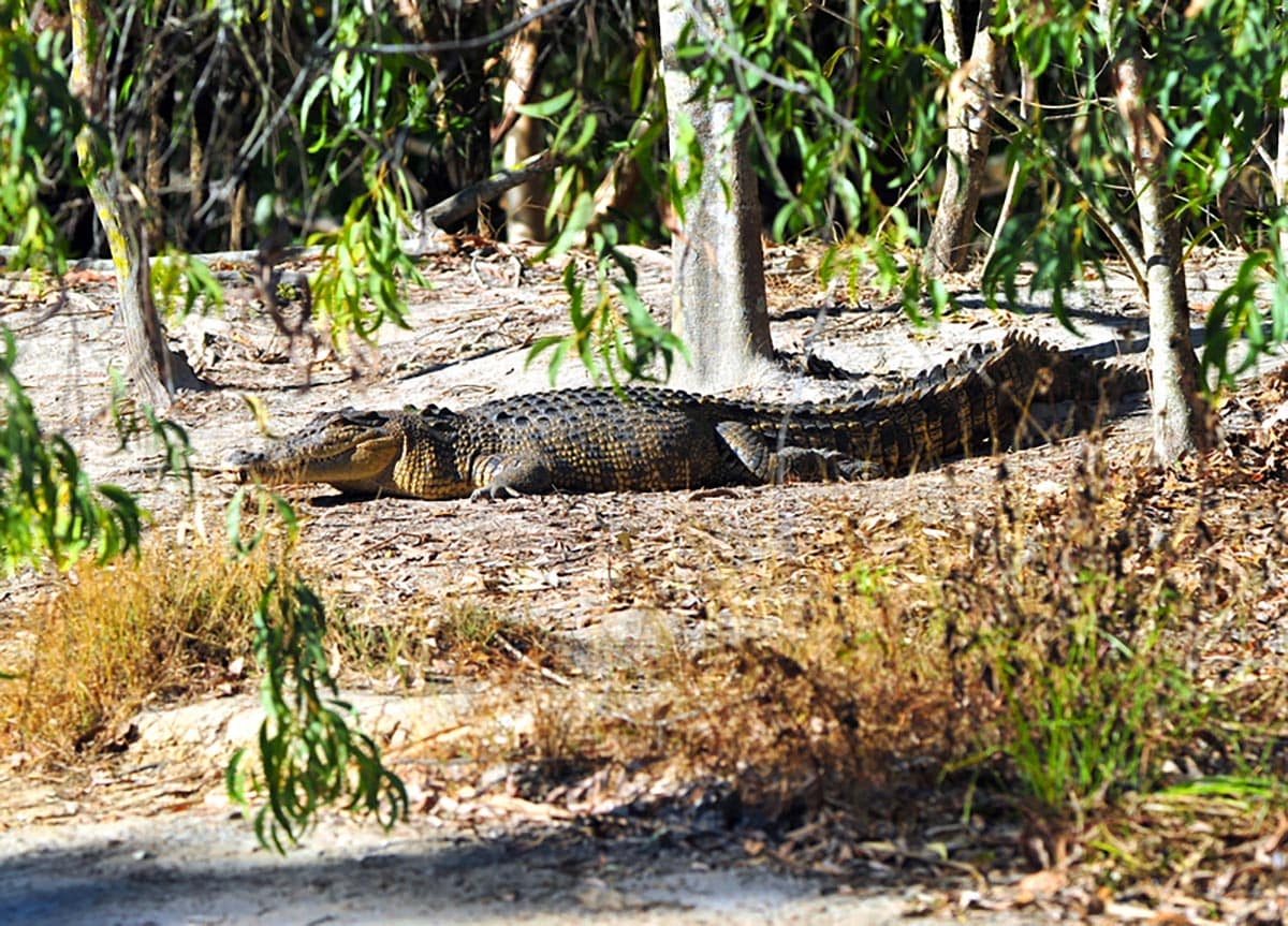 Wild saltwater crocodile, queensland, australia