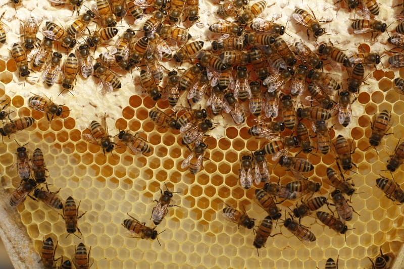 Honey bees kept in a bee box hive