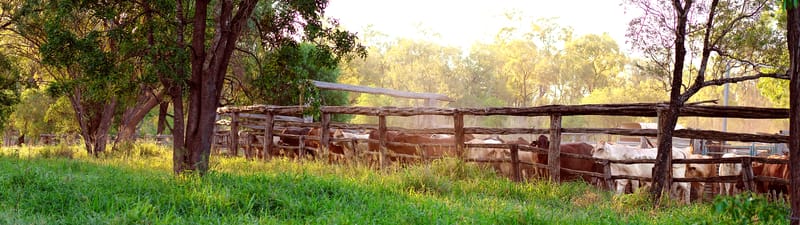 Cattle in yards