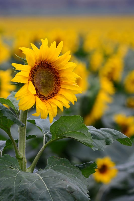 Sunflower