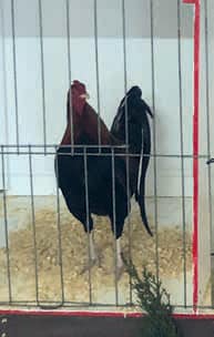 Grand Champ Bantam Old English male cockerel - Terry Politch