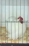Champ Soft Feather Bantam White Pekin - Tracey Lamb.
