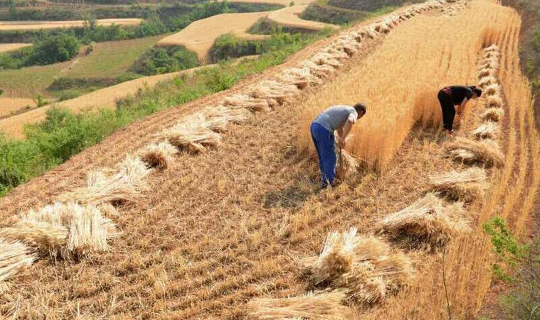 Field workers