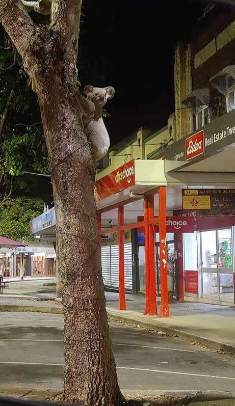 A healthy female koala was seen climbing a tree in the Murwillumbah CBD in the early hours of Friday 16 September. The koala was captured by Friends of the Koala for a health check before release at a more suitable location nearby. (Photo credit: Kyiah Jones)