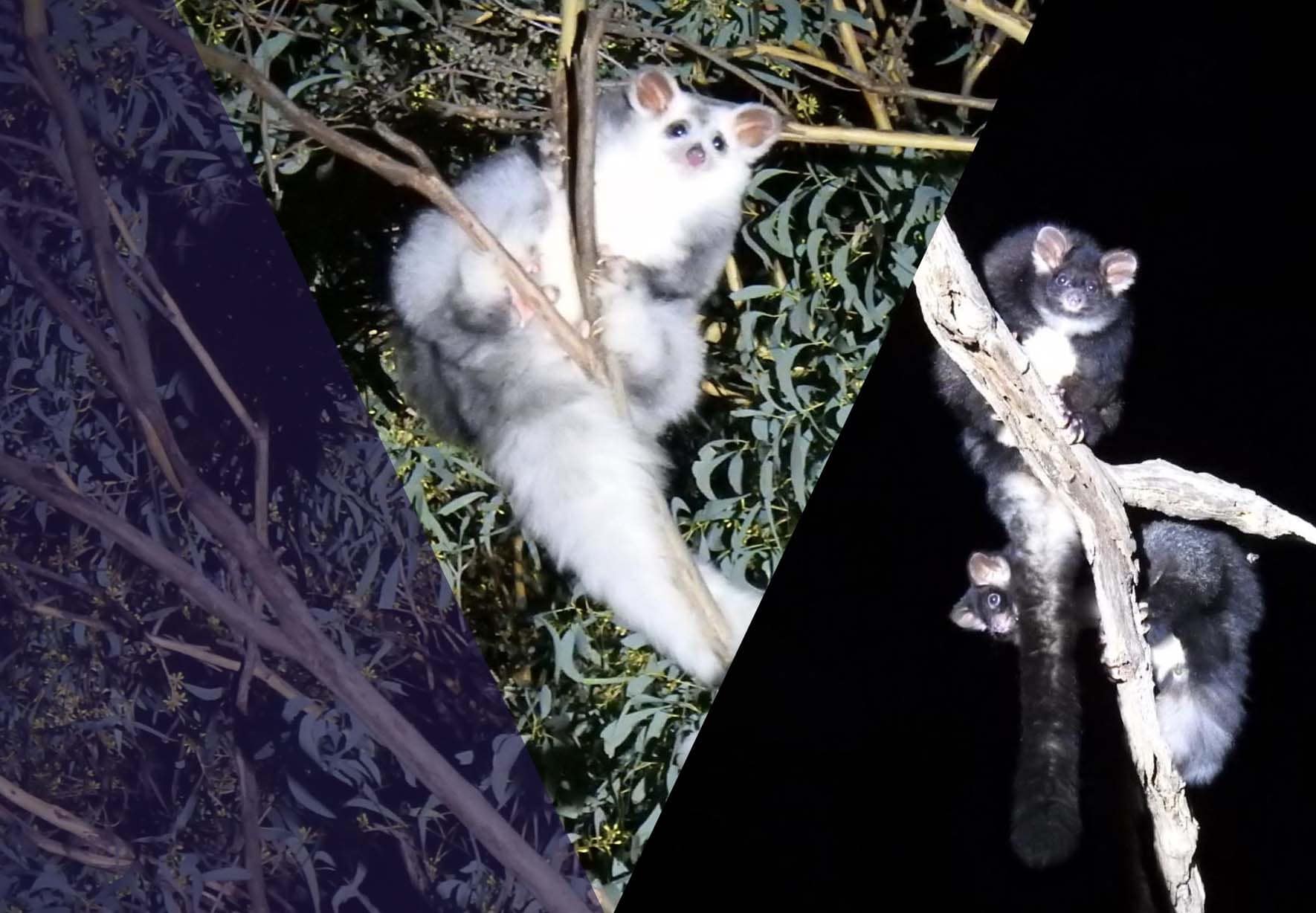 Greater Gliders