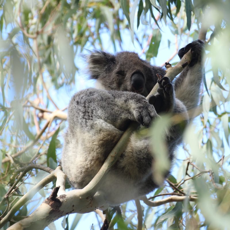 Koala