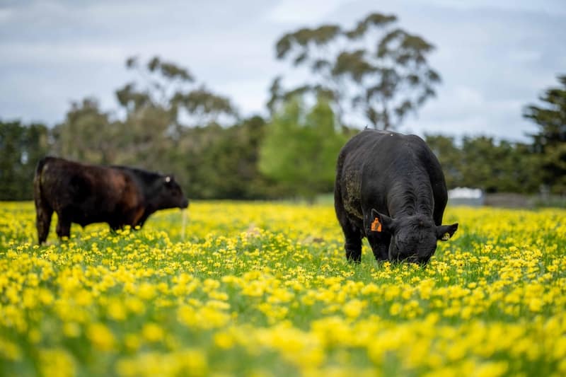 Cattle in a field