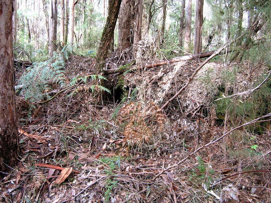 75 year understorey and litter