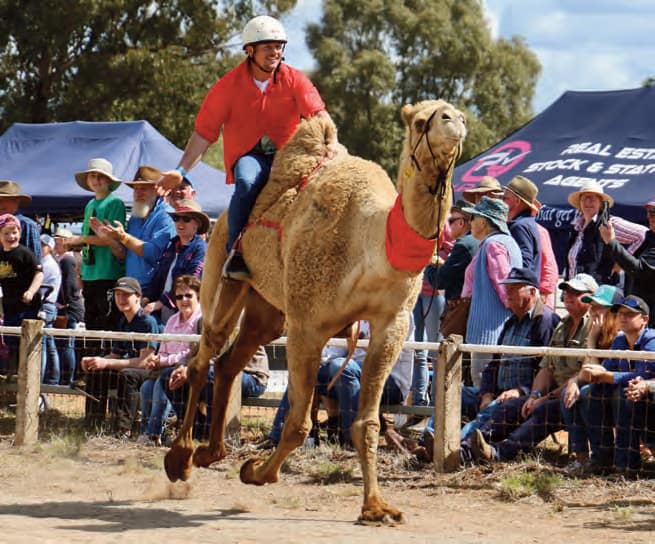 Griffith electrician Ryan Trembath pilots his camel to win the final of the camel races at the Good Old Days Festival.