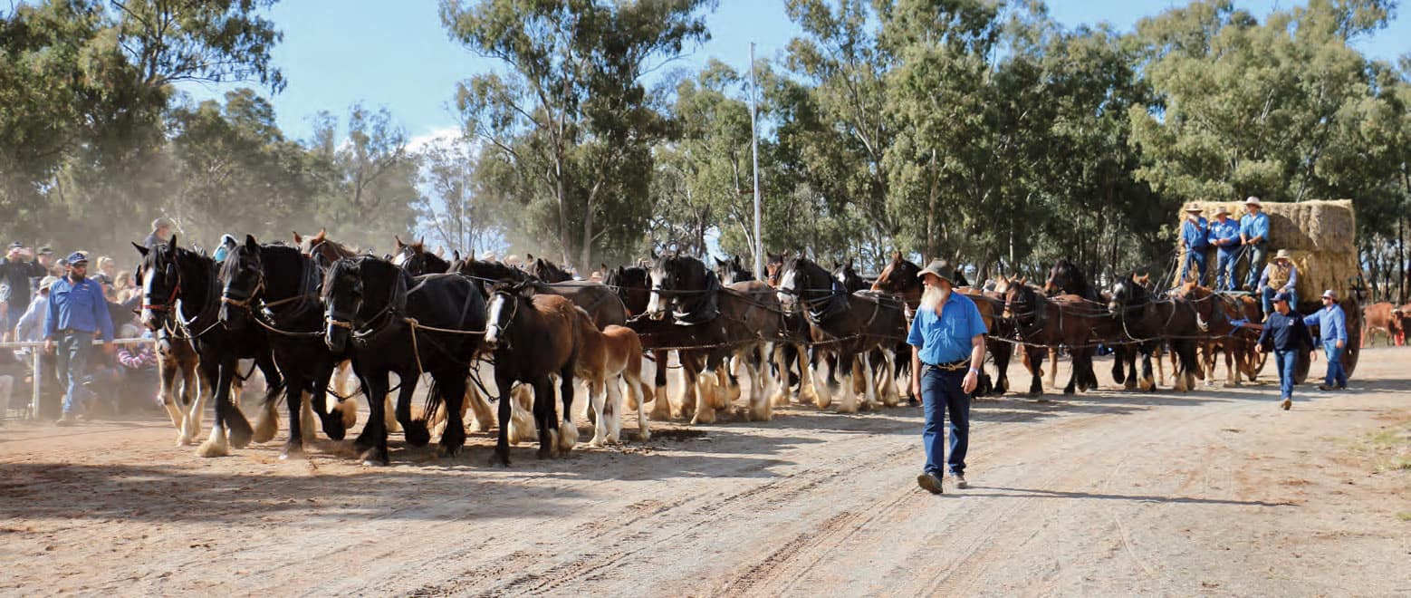 The Barellan team comprised 23 horses and three foals being driven by experience teamsters Steve John-son, Lake Cargelligo, Bruce Bandy, Barellan, and Aleks Berzin, Exeter, with Phillip Thomson on the brake, parade at the 2022 The Good Old Days Festival.