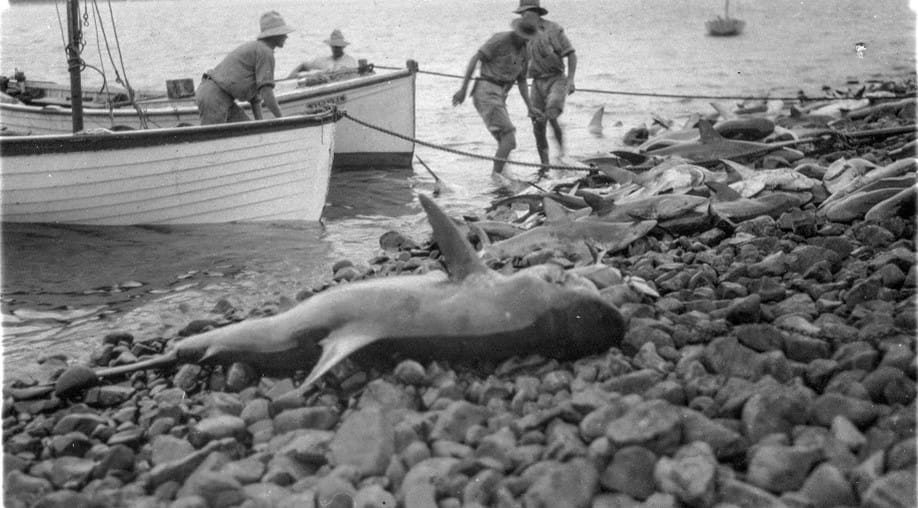 Sharking operations