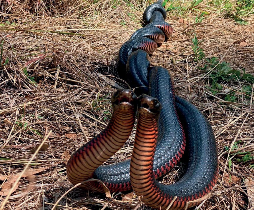 Snakes mating