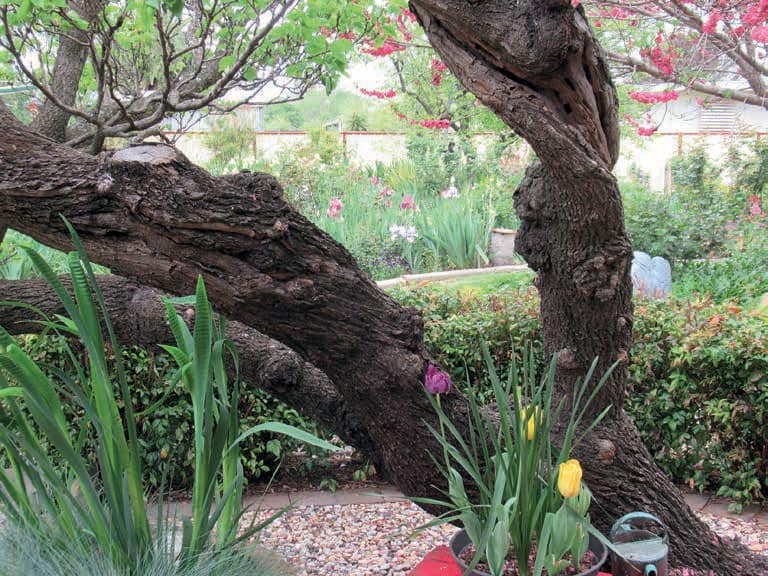 Winning garden