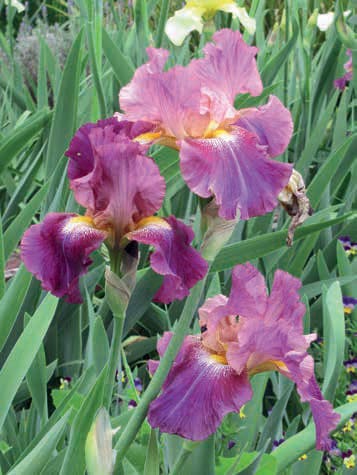 Winning garden - irises