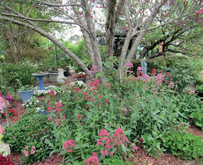 Winning Allora garden
