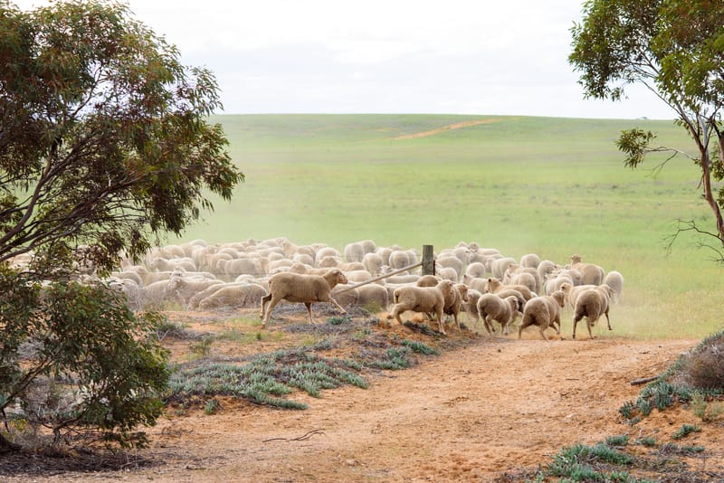 Sheep farm