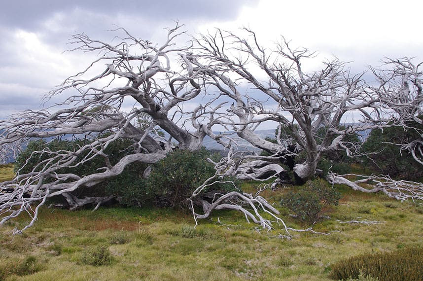 Ghost Forests of the Bogong High Plains