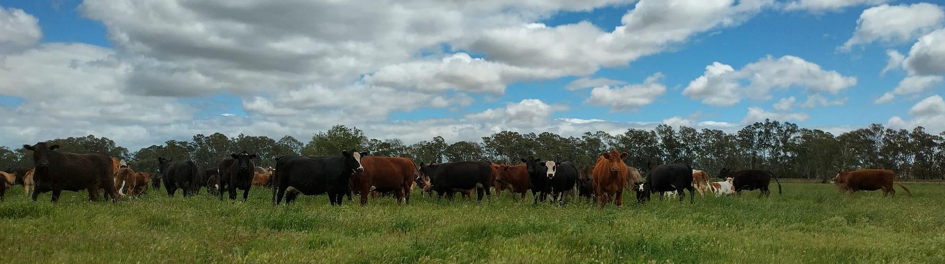 Cattle