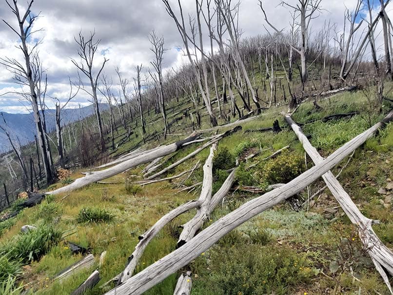 Collapsed Alpine Ash