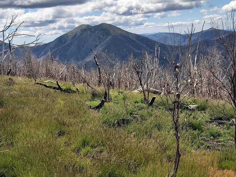 Collapsed Snow Gum
