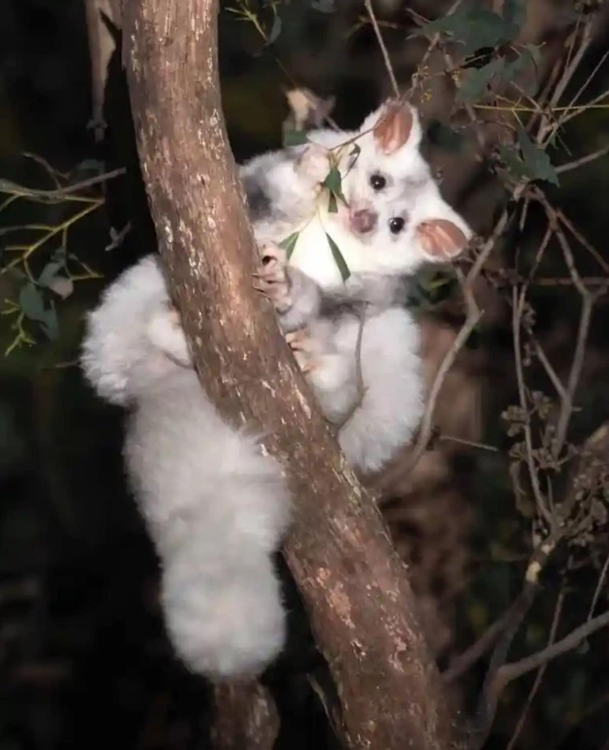 Greater Glider
