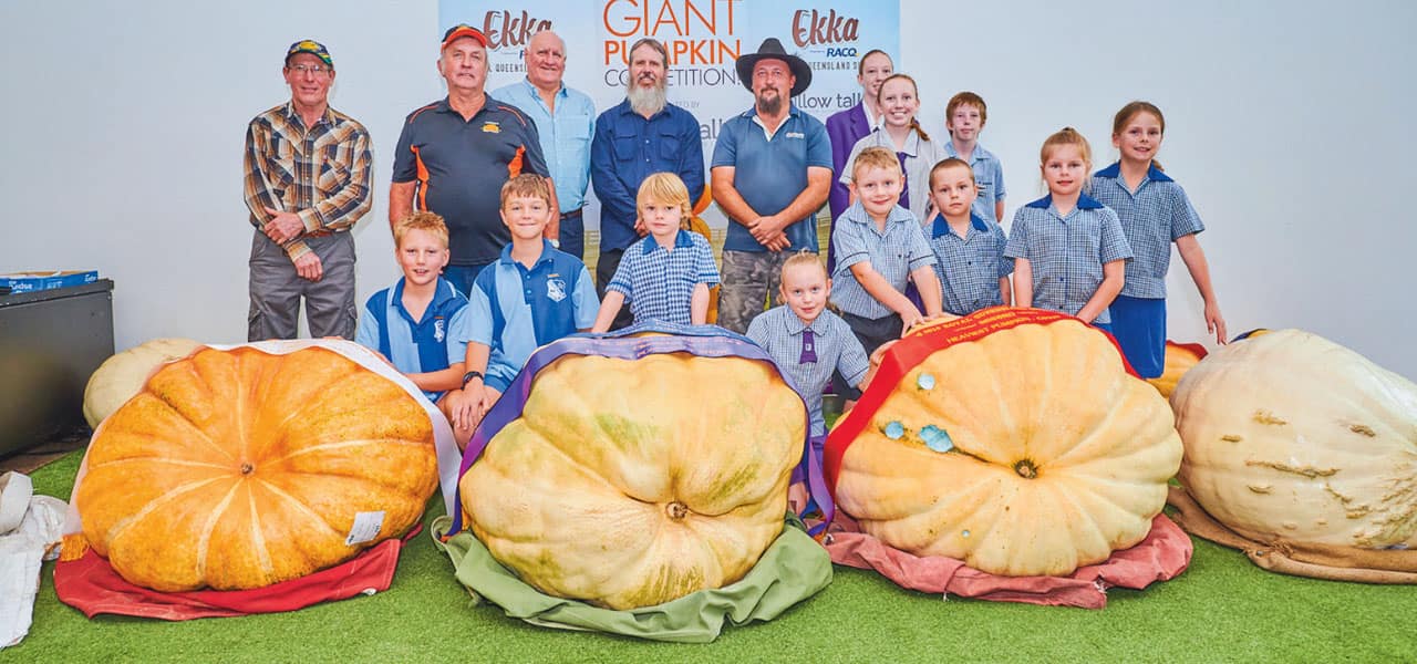 Giant pumpkins