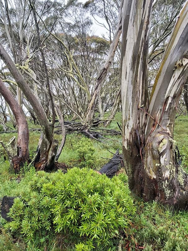 Snow gums