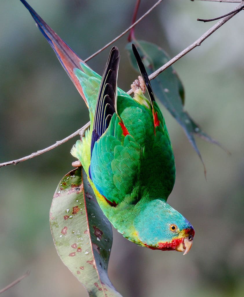Swift Parrot