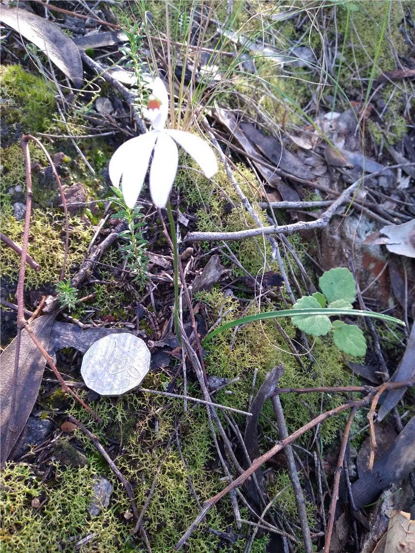 Terrestrial Orchid