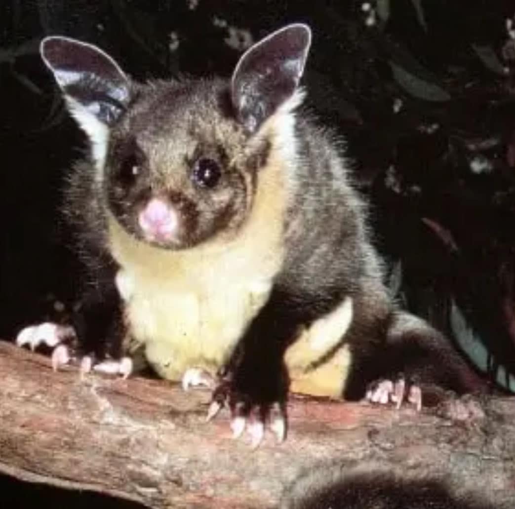 Yellow-bellied Glider