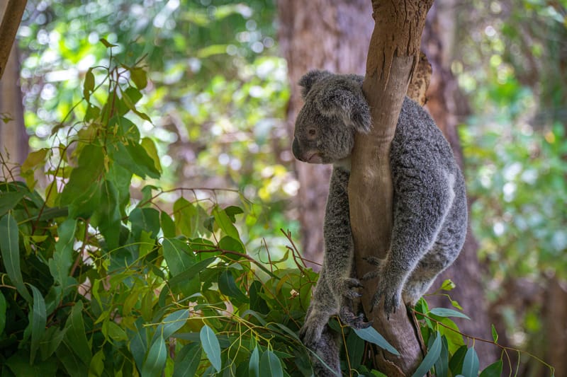 Koala