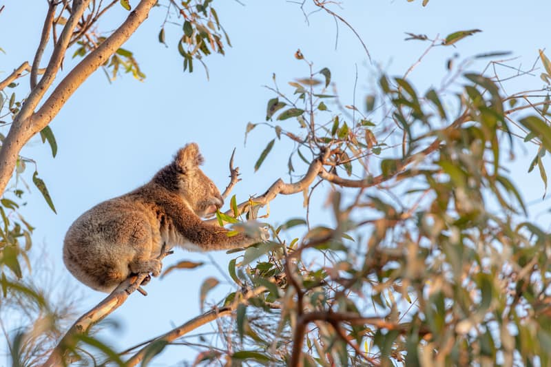Koala