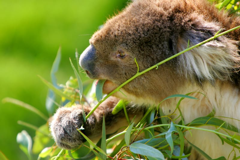 koala