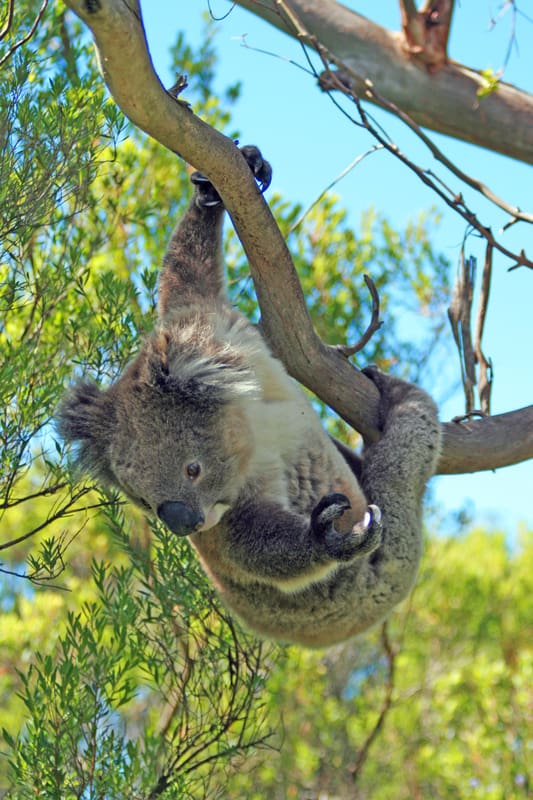 koala