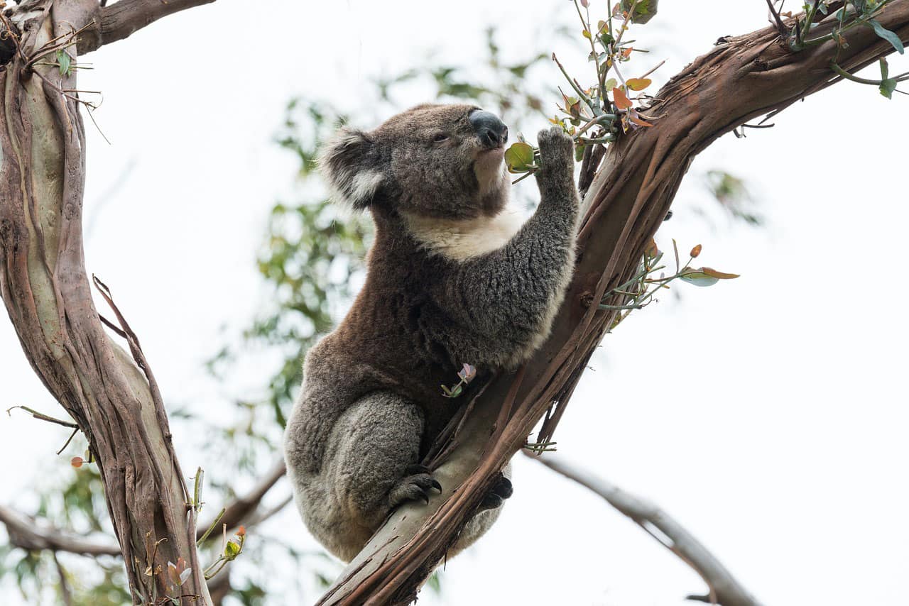 Koala feeding