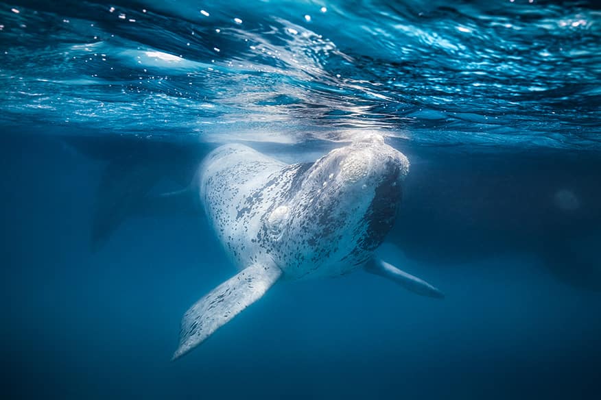 Albino by Matt Blakers