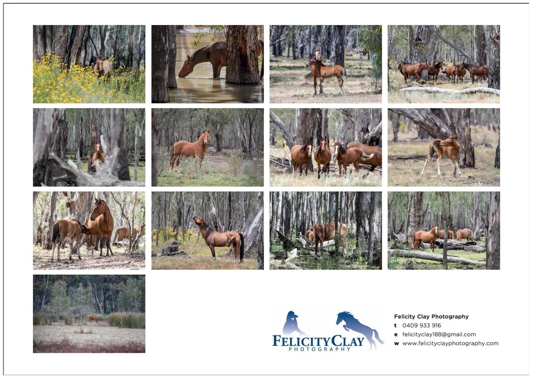 Barmah Brumby 2023 calendar
