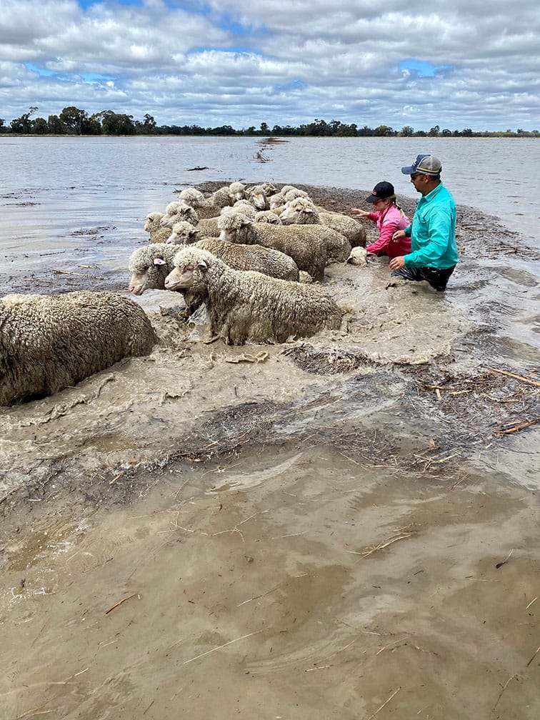 Rescuing sheep in floodwaters near Deniliquin
