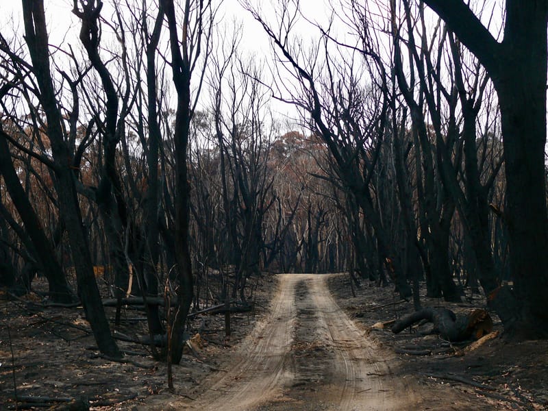 Blue Mountains after the fires