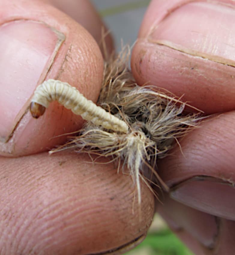 Buffel grass