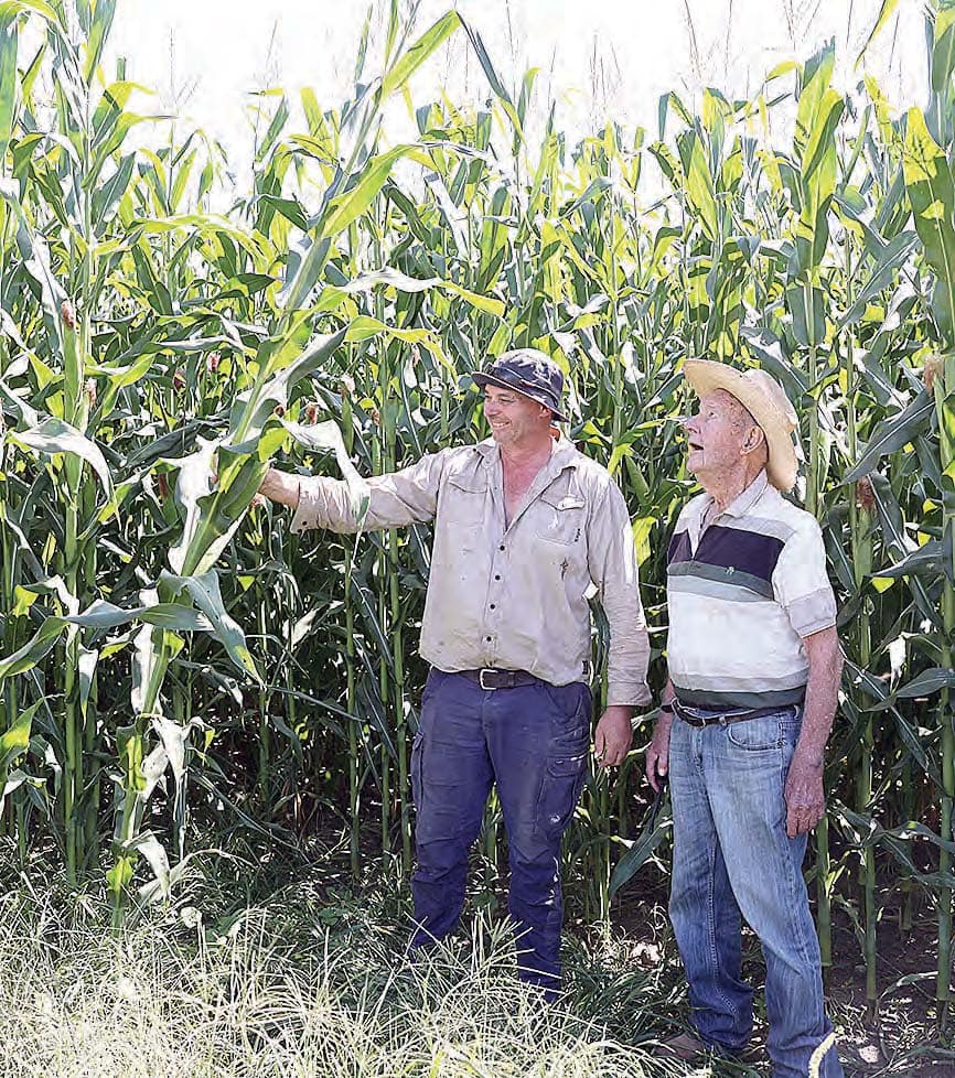 Corn crop