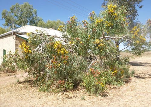 Eucalyptus Erythrocorys Tree