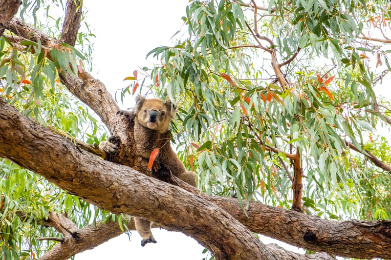 Koala