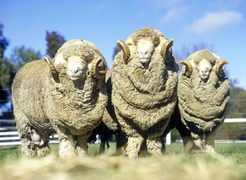 merino rams